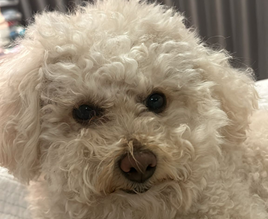 Headshot of Cookie 